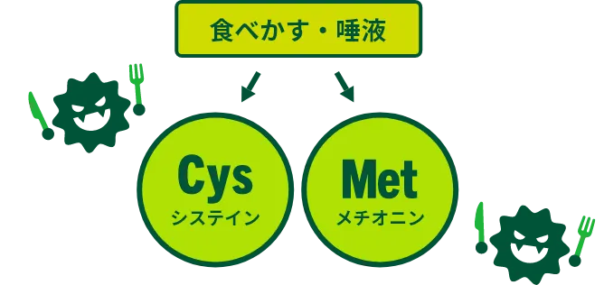 食べかす・唾液→システイン・メオニチン